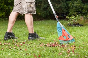 Fall or Spring Cleanup